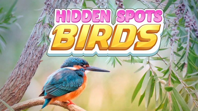 Hidden Spots – Birds